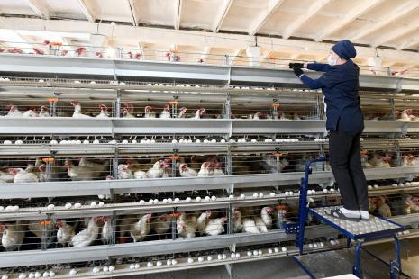 Les professionnels des élevages ne sont pas toujours suffisamment équipés