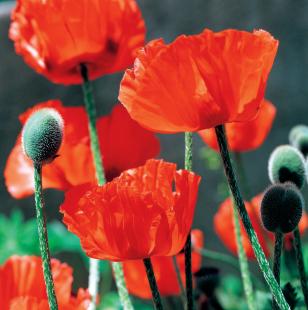 Papaver rhoeas