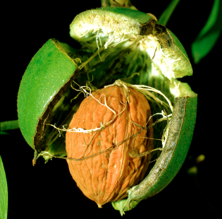 Le noyer, Juglans regia