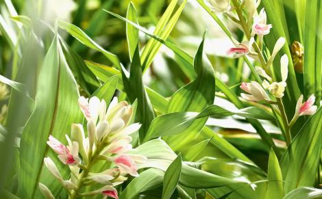 Petit galanga ( Hance, Zingibéracées)