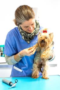 La peau est souvent le miroir de l’état de santé général de l’animal