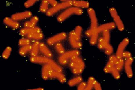 Chromosomes humains, mettant en évidence les télomères aux extrémités (points jaunes)