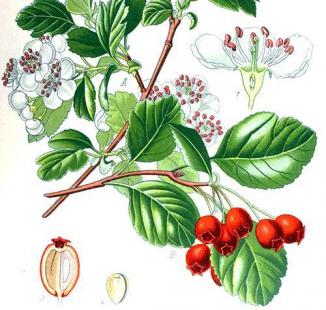 aubépine