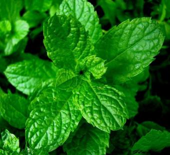 Un traitement reconnu en naturopathie