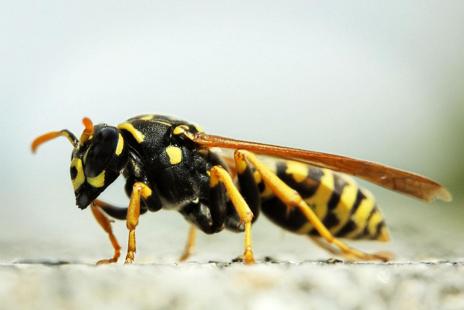 Les piqûres d’hyménoptères doivent faire l’objet d’une surveillance particulière