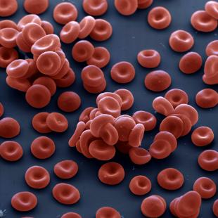 La meilleure source de production d’hématies demeure les cellules dérivées du sang de cordon