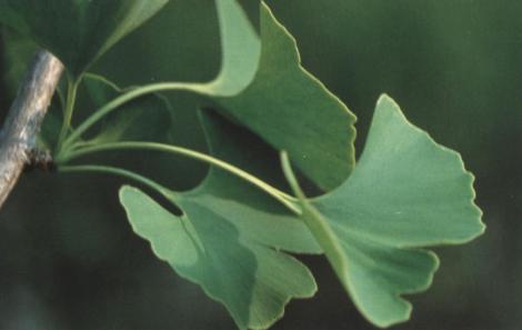 Une utilisation ancestrale