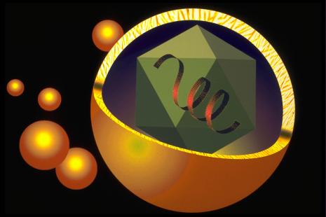 La transmission du virus de l’hépatite C est essentiellement parentérale





hepatite c virologie