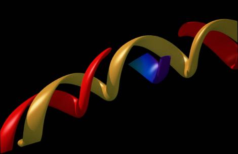 Illustration transgenose
Molecule adn
genetique