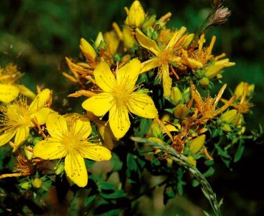 Le conseil doit intégrer les interactions médicamenteuses liées au millepertuis
