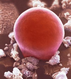 Des récepteurs au goût sucré stimulent l’adipocyte