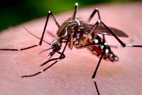 La moitié de la population mondiale vit dans un pays où la dengue est endémique