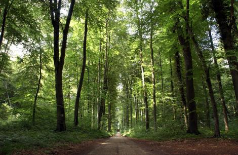 Le bois reste le matériau principalement utilisé