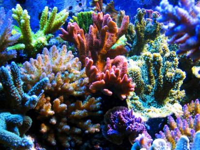 Redonner des couleurs au corail
