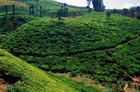 Champs de thé dans la région de Nuwara Eliya