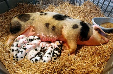 Une baisse particulièrement significative dans l’élevage de porcs
