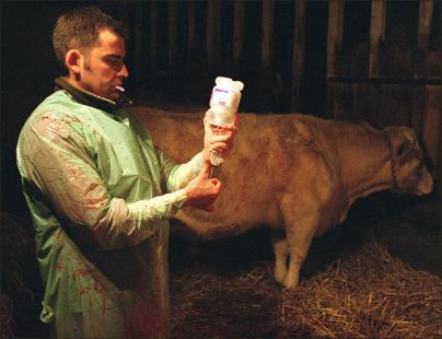 L’Europe veut favoriser une utilisation plus prudente des antimicrobiens en santé animale