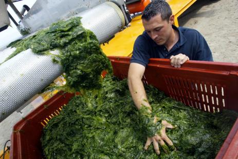 Les macro-algues présentent des caractéristiques nutritionnelles qui les rapprochent de certains...