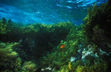 Japonais, Coréens et Chinois se nourissent d’algues depuis longtemps
