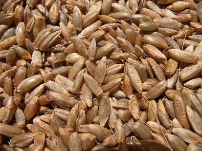 La gramine d’origine végétale, comme un ancêtre de la lidocaïne