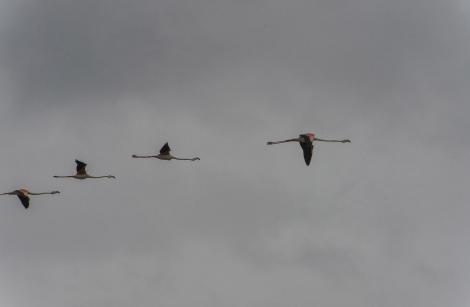 Flamants roses, près des étangs de Maugio