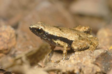 Dépourvue d’oreille, cette grenouille n’est cependant ni sourde ni muette