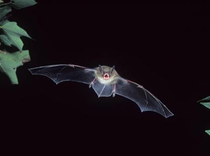 L'étude porte sur la chauve-souris