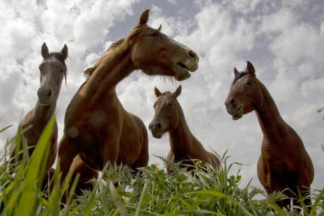 Des chevaux ayant servi à des expérimentations auraient été proposés aux consommateurs