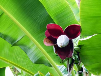 La nature est souvent belle, parfois généreuse