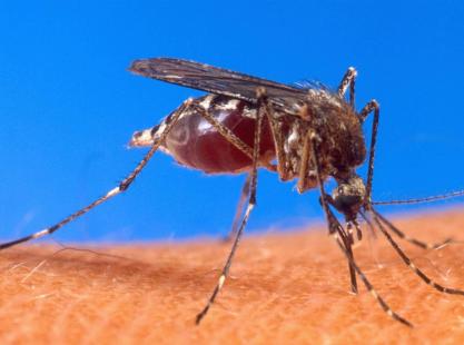 moustique