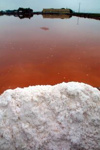 Les eaux roses des Salins de Camargue proviennent d'un processus de défense d'une micro-algue