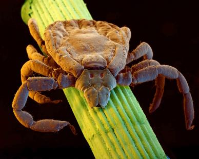 Antiparasitaires internes et externes