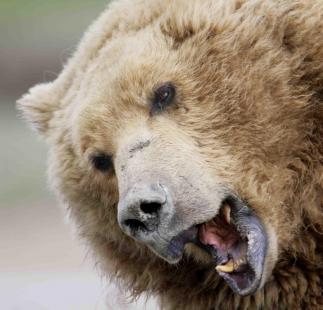 Les vertus cholagogues de la bile d’ours sont encore reconnues