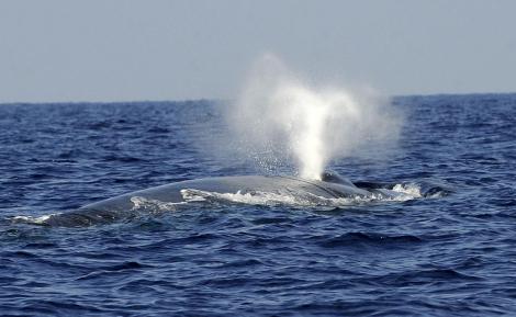 baleine