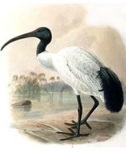 Ibis1