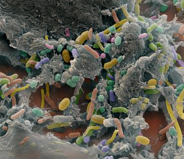 microbiote