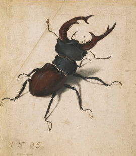 Lucane cerf-volant (Albrecht Dürer, 1505)