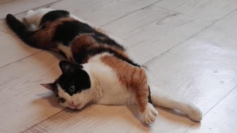 chat