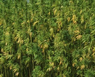 cannabis