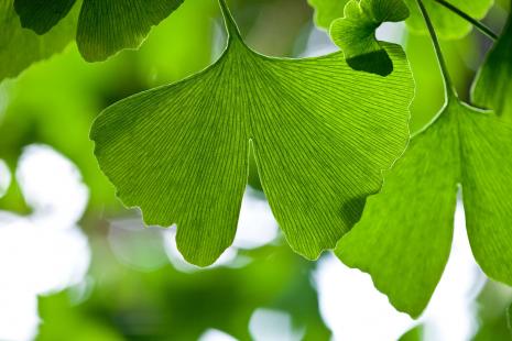 feuille