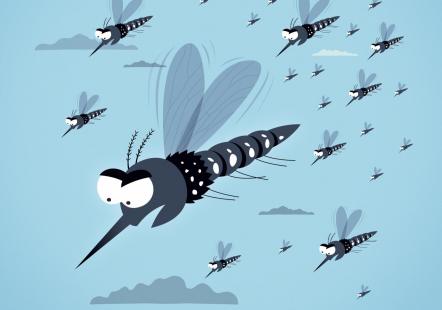 Insecte