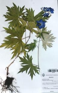 plante