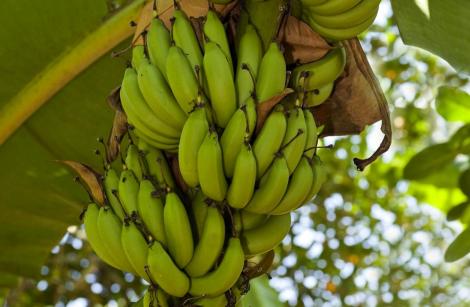 Bananier