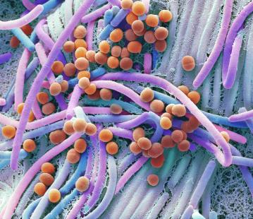 microbiote