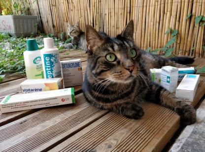 chats