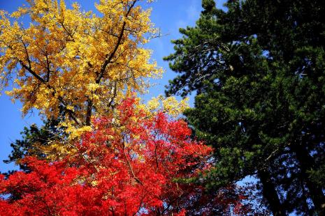 arbres