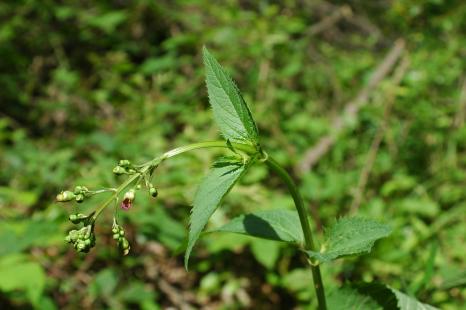 Scrofulaire noueuse, Scrophularia nodosa, Scrophulariacées