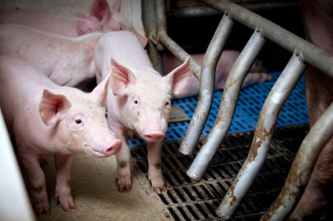 Elevage porc