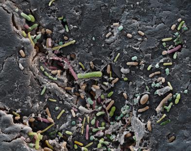 flore intestinale