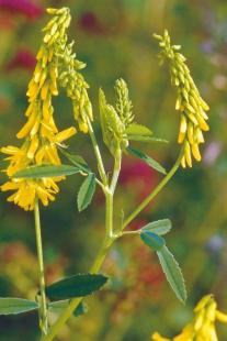 Melilotus officinalis, sommités fleuries, Fabacées